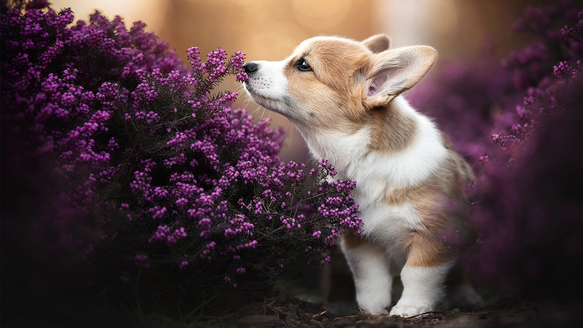 华体会app登入-中国足球防线移动协同性评分系统构建  第4张