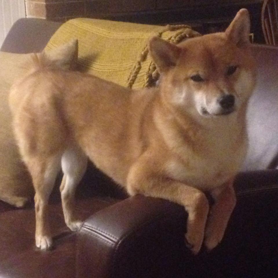 华体会-校园足球师资培训体系建设方案，校园足球特色学校教师(教练员)线上培训  第4张