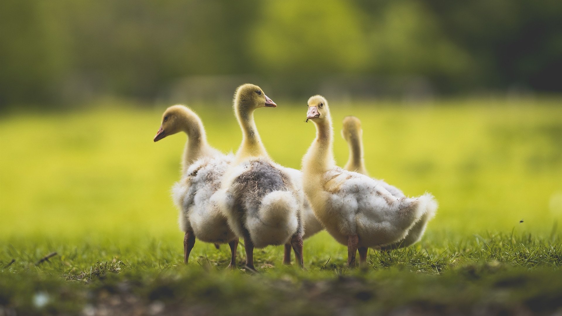 华体会在线-篮球专项体能训练方案设计及个性化实施方法探讨，篮球运动项目体能训练计划