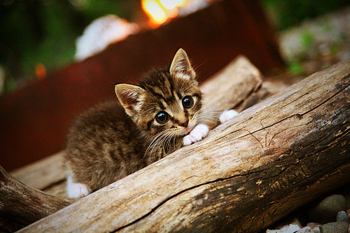 华体会网站-篮球世界杯抽签仪式即将举行，篮球世界杯预选赛抽签