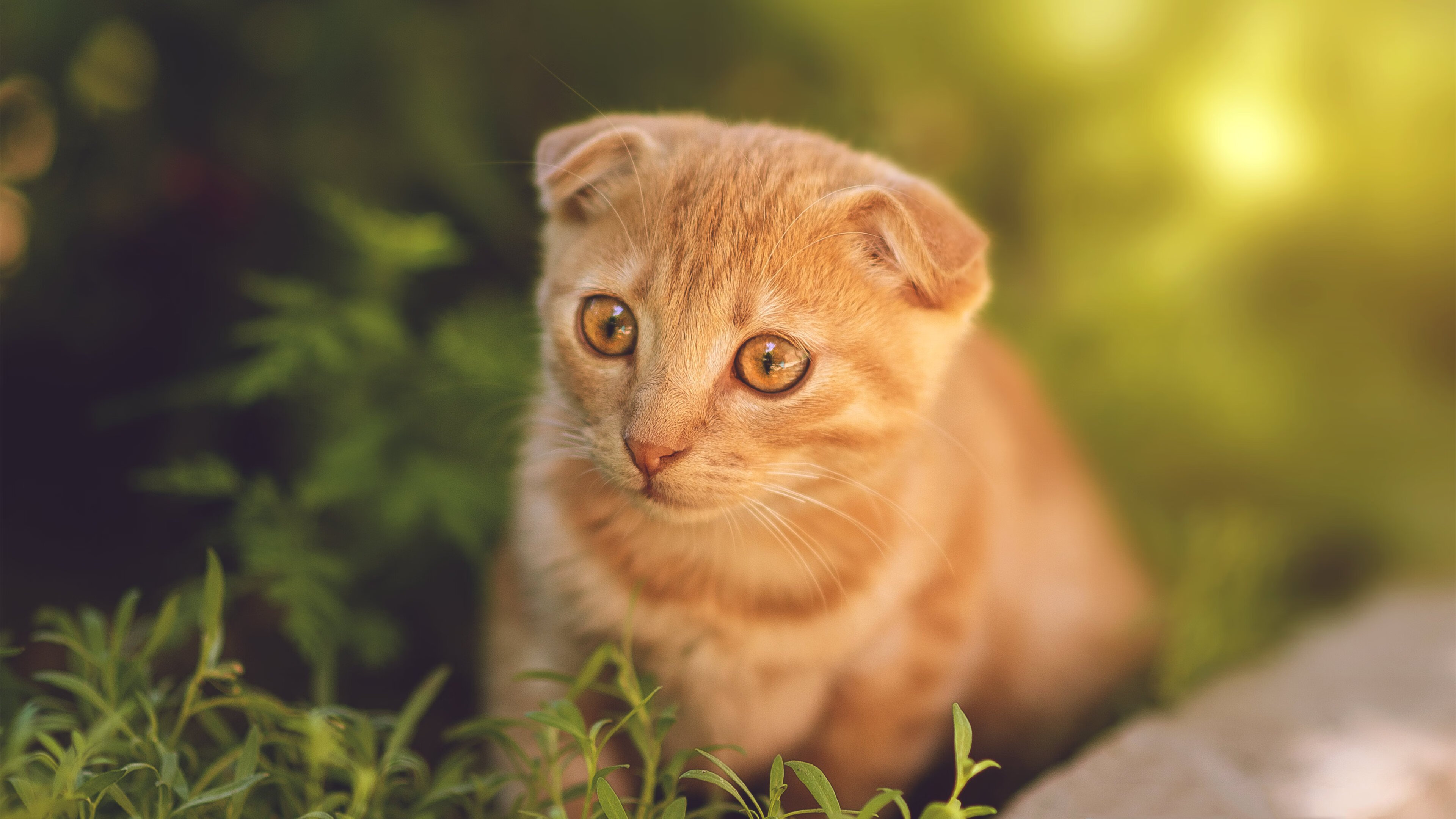 华体会app下载-凯尔·查默斯男子100米自由泳决赛技术解析，100米自由泳历史最好成绩排名