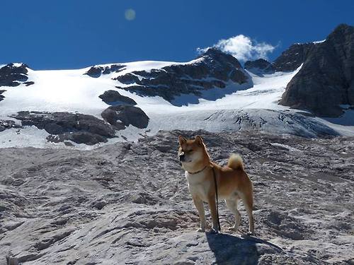 -多位球员入选全明星赛成为年度表现认可的重要标志，全明星赛十佳球