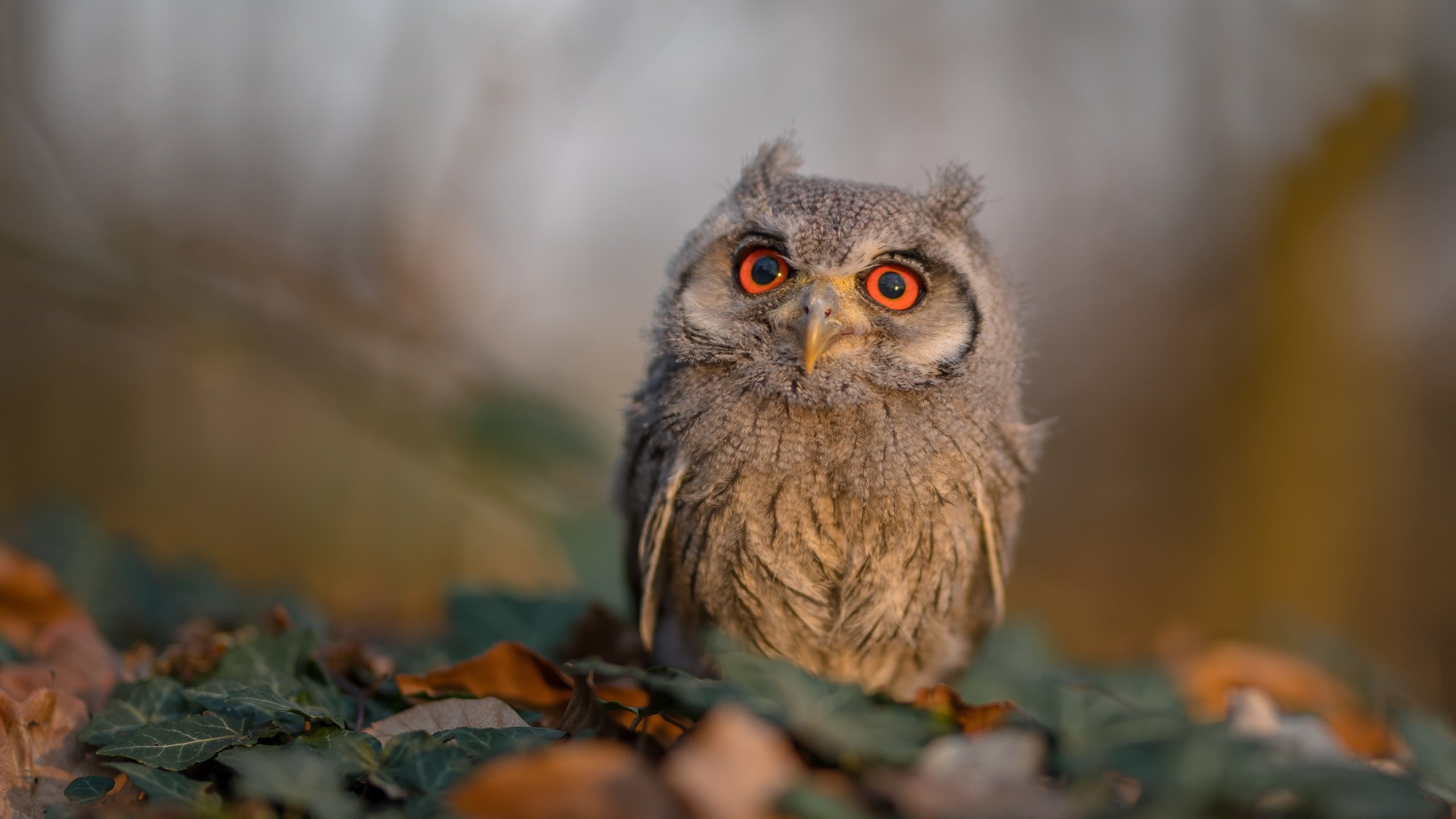 华体会app-尼尔·巴特尔的防守技巧，助袋鼠队坚固防线，尼尔巴雷特衣服