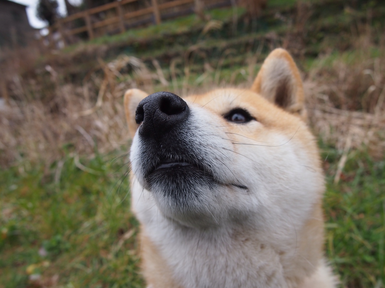 华体会app-巴西青训持续投入，足球天才不断涌出