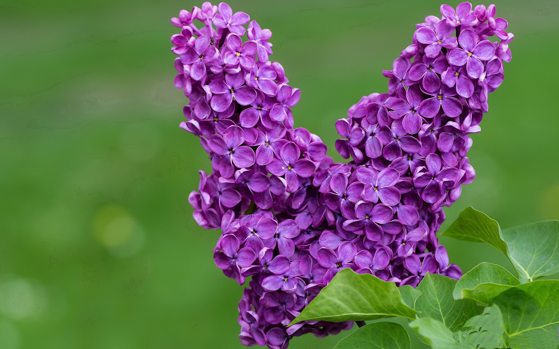 华体会app下载-橄榄球冠军锦标赛：南半球四国谁将称雄，2020年橄榄球锦标赛