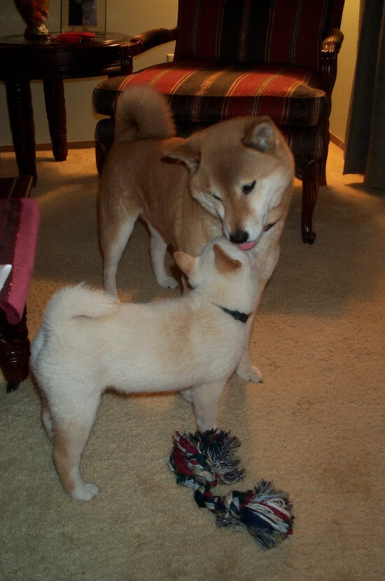 华体会登录-混合泳赛事瑞士全面应战，混合泳比赛项目