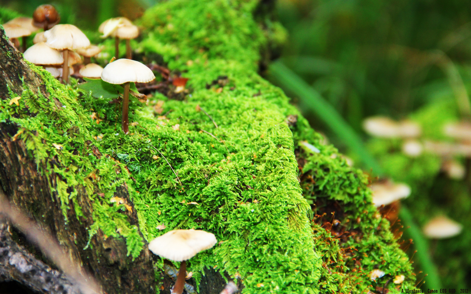 华体会登录-混合泳赛事瑞士全面应战，混合泳比赛项目