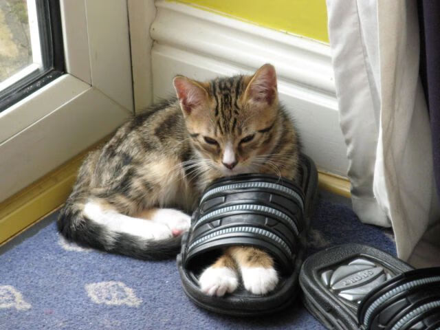 华体会网站-阿根廷女篮在南美锦标赛中夺冠，续写国家篮球辉煌，阿根廷南美预选赛赛程