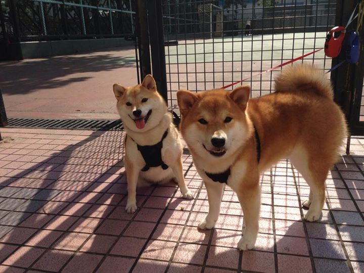 华体会官方网站-青训项目扩展至北部地区，青训项目扩展至北部地区的措施