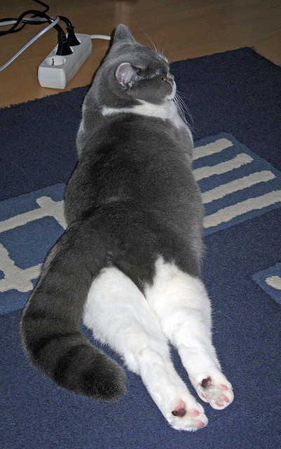 华体会登录入口-从边缘到王者，广厦20年夺冠的深度解读，广厦得过冠军吗