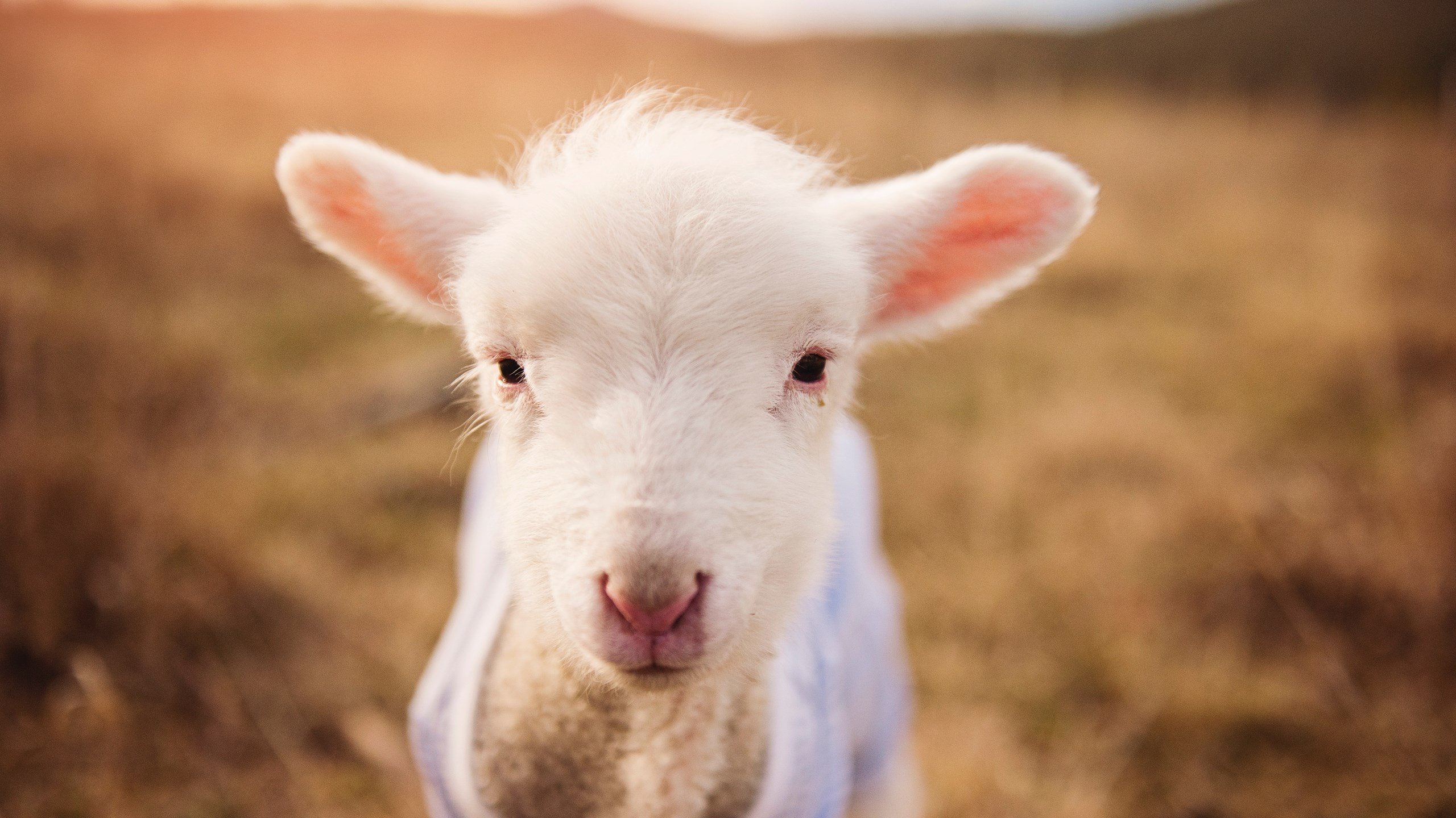华体会手机在线-体育新闻中心打造立体化舆情管理机制，体育新闻中心打造立体化舆情管理机制方案